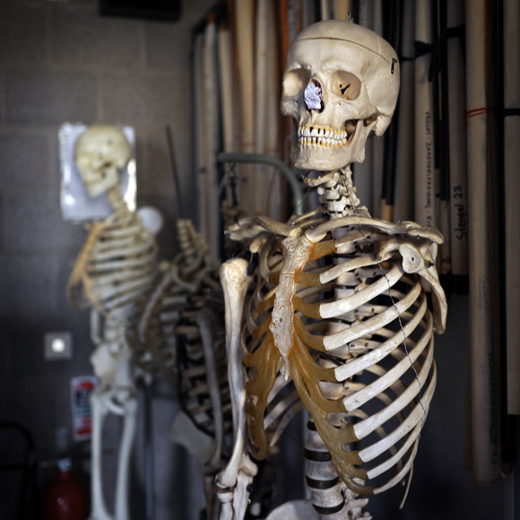 skeleton-580